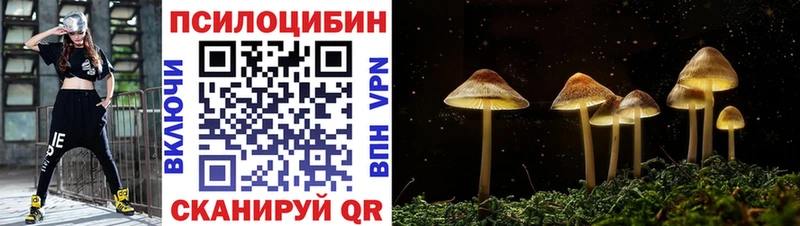 как найти наркотики  Велиж  Галлюциногенные грибы Psilocybine cubensis 